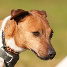 Ella – Jack Russell, Weibchen, 4 Jahre, 90537 Feucht – Foto 1
