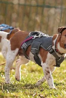 Ella – Jack Russell, Weibchen, 4 Jahre, 90537 Feucht – Foto 2