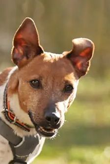 Ella – Jack Russell, Weibchen, 4 Jahre, 90537 Feucht – Foto 3