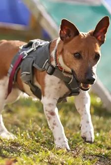 Ella – Jack Russell, Weibchen, 4 Jahre, 90537 Feucht – Foto 4