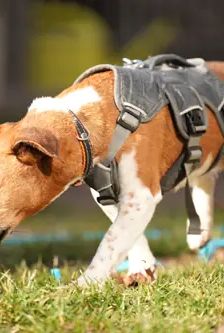 Ella – Jack Russell, Weibchen, 4 Jahre, 90537 Feucht – Foto 5