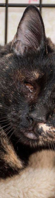 Gioconda – Europäisch Kurzhaar, Weibchen, 7 Jahre, 65520 Bad Camberg – Foto 14