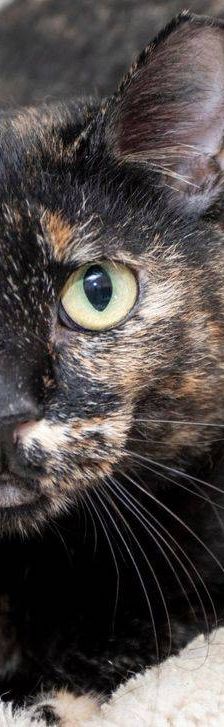 Gioconda – Europäisch Kurzhaar, Weibchen, 7 Jahre, 65520 Bad Camberg – Foto 15