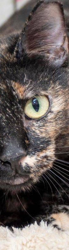 Gioconda – Europäisch Kurzhaar, Weibchen, 7 Jahre, 65520 Bad Camberg – Foto 32