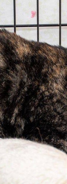 Gioconda – Europäisch Kurzhaar, Weibchen, 7 Jahre, 65520 Bad Camberg – Foto 36