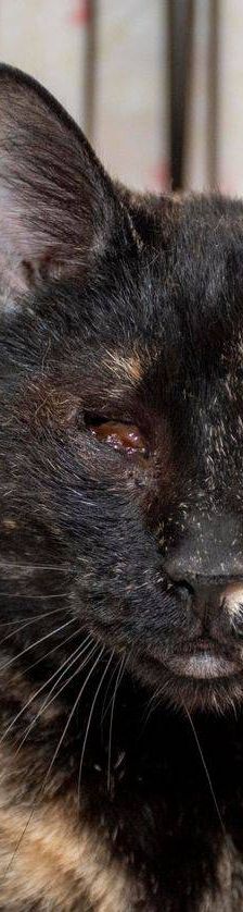 Gioconda – Europäisch Kurzhaar, Weibchen, 7 Jahre, 65520 Bad Camberg – Foto 6