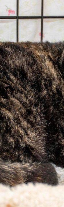 Gioconda – Europäisch Kurzhaar, Weibchen, 7 Jahre, 65520 Bad Camberg – Foto 8