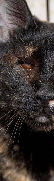 Gioconda – Europäisch Kurzhaar, Weibchen, 7 Jahre, 65520 Bad Camberg – Foto 9