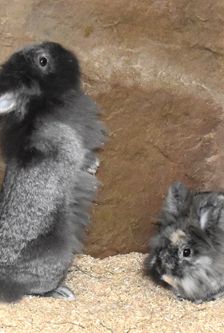 Flecki – Löwenkopfmix-Zwergkaninchen, Männchen, Alter unbekannt, 90537 Feucht – Foto 5