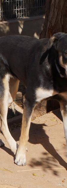 Sayaka – Mischling, Weibchen, 5 Jahre 3 Monate, 65520 Bad Camberg – Foto 9