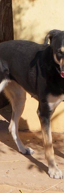 Sayaka – Mischling, Weibchen, 5 Jahre 3 Monate, 65520 Bad Camberg – Foto 10
