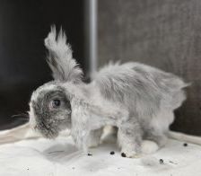 Miss Bunny – Angorakaninchen, Weibchen, Alter unbekannt, 97525 Schwebheim – Foto 1