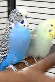 Coco und Mausi – Wellensittiche, Unbekannt, Alter unbekannt, 90537 Feucht – Foto 1