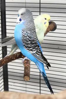 Coco und Mausi – Wellensittiche, Unbekannt, Alter unbekannt, 90537 Feucht – Foto 2