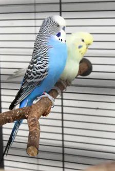 Coco und Mausi – Wellensittiche, Unbekannt, Alter unbekannt, 90537 Feucht – Foto 3