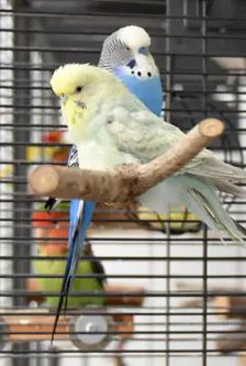 Coco und Mausi – Wellensittiche, Unbekannt, Alter unbekannt, 90537 Feucht – Foto 4