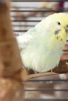 Coco und Mausi – Wellensittiche, Unbekannt, Alter unbekannt, 90537 Feucht – Foto 5