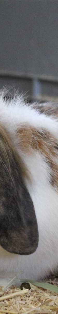 Ace – Widderkaninchen, Männchen, 5 Monate, 81829 München – Foto 2
