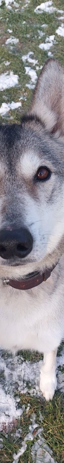 Askan – Siberian Husky -Mix, Männchen, 4 Jahre, 50969 Köln-Zollstock – Foto 2