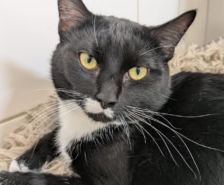 Diva – Katze, Weibchen, 7 Monate, 39576 Stendal – Foto 3
