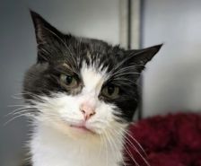 Diva – Katze, Weibchen, 7 Monate, 39576 Stendal – Foto 6