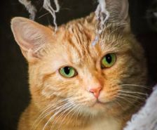 Sid – Katze, Männchen, 2 Jahre, 39576 Stendal – Foto 16