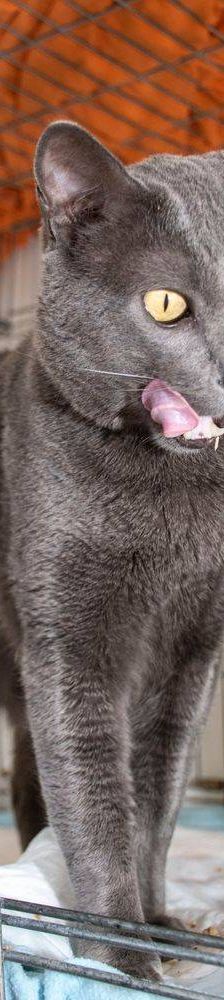 Guapi – EKH, Weibchen, 3 Jahre, 65520 Bad Camberg – Foto 9