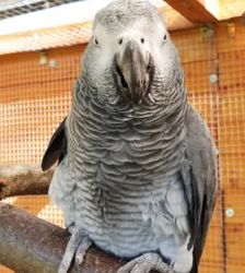 Roger – Graupapagei, Weibchen, 21 Jahre 5 Monate, 13057 Berlin – Foto 3