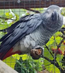 Roger – Graupapagei, Weibchen, 21 Jahre 5 Monate, 13057 Berlin – Foto 6