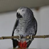 Roger – Graupapagei, Weibchen, 21 Jahre 5 Monate, 13057 Berlin – Foto 8