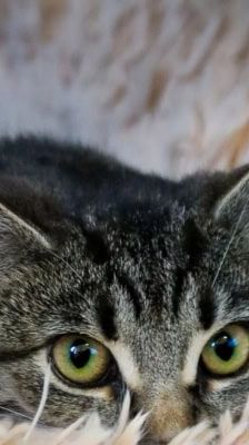 Ragatha & Zooble – Katze, Weibchen, 1 Jahr 1 Monat, 39576 Stendal – Foto 1