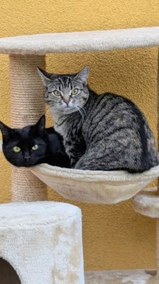 Ragatha & Zooble – Katze, Weibchen, 1 Jahr 1 Monat, 39576 Stendal – Foto 2