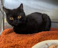 Ragatha & Zooble – Katze, Weibchen, 1 Jahr 1 Monat, 39576 Stendal – Foto 5
