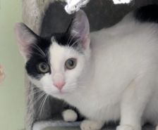 Ragatha & Zooble – Katze, Weibchen, 1 Jahr 1 Monat, 39576 Stendal – Foto 6