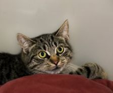Ragatha & Zooble – Katze, Weibchen, 1 Jahr 1 Monat, 39576 Stendal – Foto 7