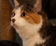 Ragatha & Zooble – Katze, Weibchen, 1 Jahr 1 Monat, 39576 Stendal – Foto 8
