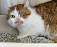Ragatha & Zooble – Katze, Weibchen, 1 Jahr 1 Monat, 39576 Stendal – Foto 9