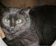 Ragatha & Zooble – Katze, Weibchen, 1 Jahr 1 Monat, 39576 Stendal – Foto 10