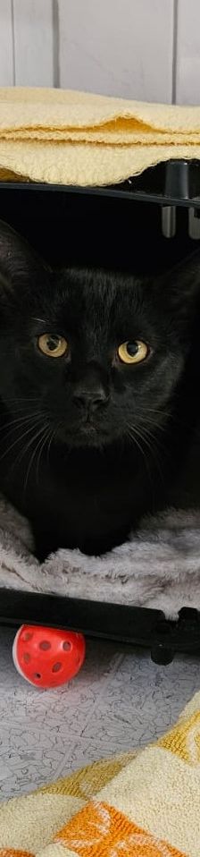 Kylo – EKH, Männchen, 1 Jahr, 97816 Lohr – Foto 1