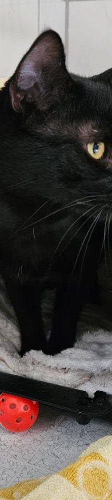 Kylo – EKH, Männchen, 1 Jahr, 97816 Lohr – Foto 2