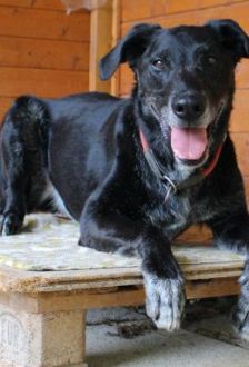 Neo – Labradormischling, Männchen, 10 Jahre 6 Monate, 97074 Würzburg – Foto 1