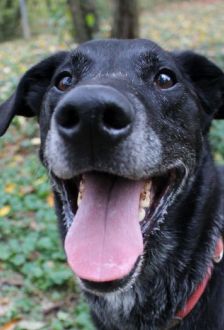 Neo – Labradormischling, Männchen, 10 Jahre 6 Monate, 97074 Würzburg – Foto 7