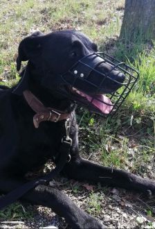 Neo – Labradormischling, Männchen, 10 Jahre 6 Monate, 97074 Würzburg – Foto 8