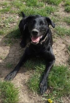 Neo – Labradormischling, Männchen, 10 Jahre 6 Monate, 97074 Würzburg – Foto 9