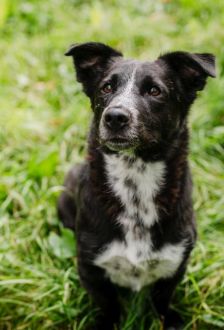 Robin – Mischling, Männchen, 1 Jahr 6 Monate, 97074 Würzburg – Foto 2