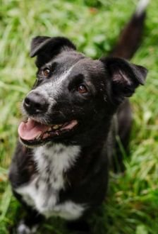 Robin – Mischling, Männchen, 1 Jahr 6 Monate, 97074 Würzburg – Foto 4