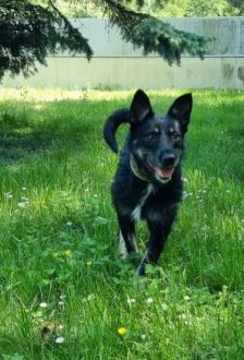 Jolie – Mischling, Weibchen, 9 Monate, 97074 Würzburg – Foto 4