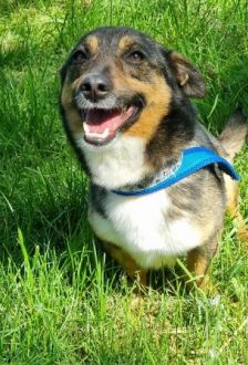 Otto – Mischling, Männchen, 1 Jahr, 97074 Würzburg – Foto 2