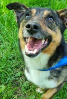Otto – Mischling, Männchen, 1 Jahr, 97074 Würzburg – Foto 3
