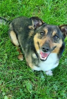 Otto – Mischling, Männchen, 1 Jahr, 97074 Würzburg – Foto 4